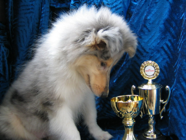 Обои картинки фото животные, собаки