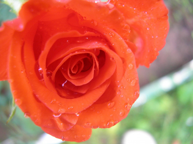 Обои картинки фото цветы, розы