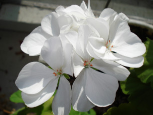 Картинка цветы герань