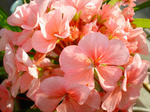 Картинка цветы герань