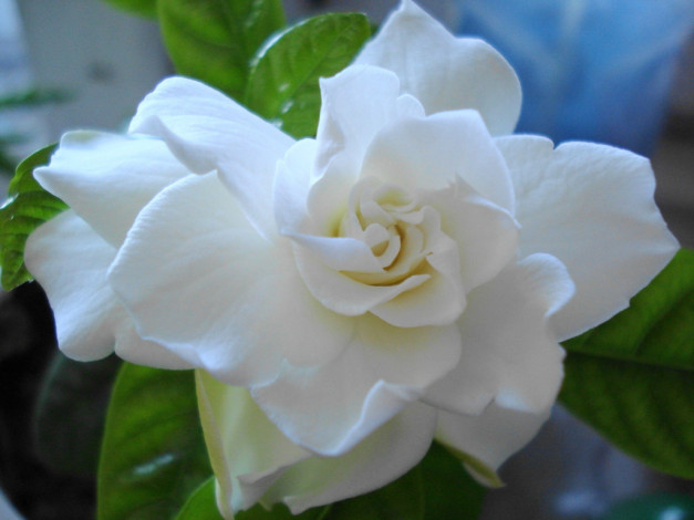 Обои картинки фото цветы, гардения