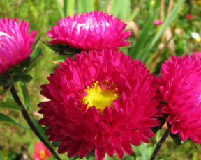 Картинка цветы астры