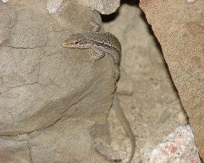 Картинка животные Ящерицы игуаны вараны