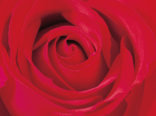 обоя цветы, розы