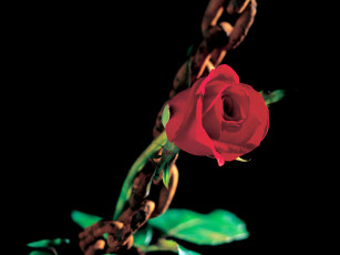 Картинка цветы розы