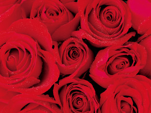 Картинка цветы розы