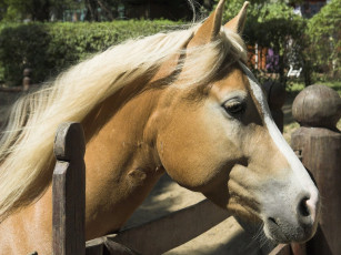 Картинка животные лошади