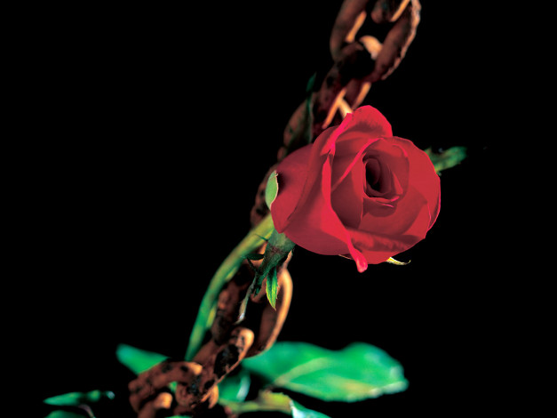 Обои картинки фото цветы, розы