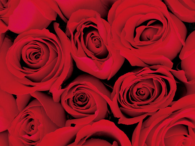 Обои картинки фото цветы, розы