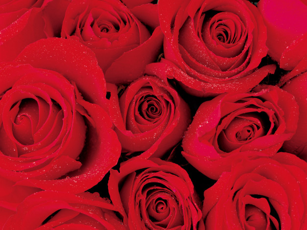 Обои картинки фото цветы, розы