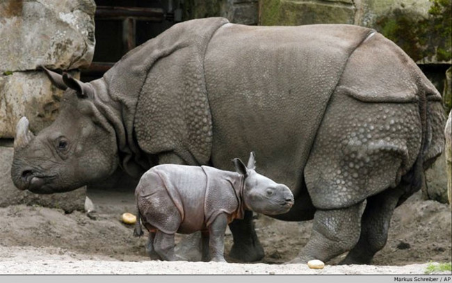 Обои картинки фото животные, носороги