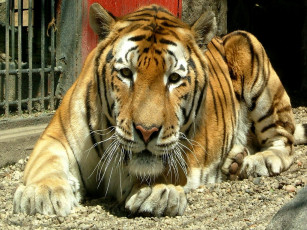 Картинка животные тигры