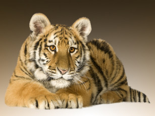 Картинка животные тигры