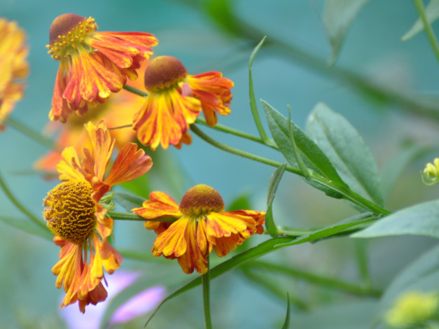 Обои картинки фото цветы, гайлардии, гелениумы