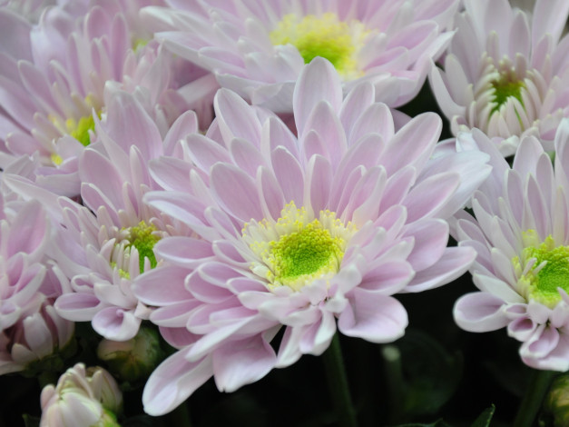 Обои картинки фото цветы, хризантемы