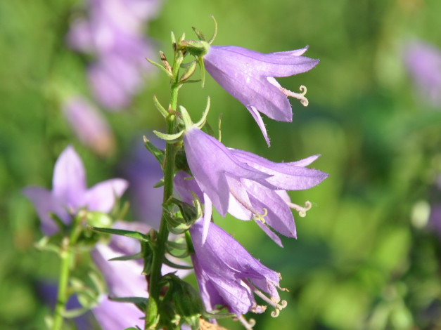 Обои картинки фото цветы, колокольчики