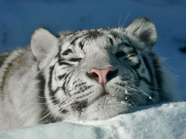 Обои картинки фото животные, тигры