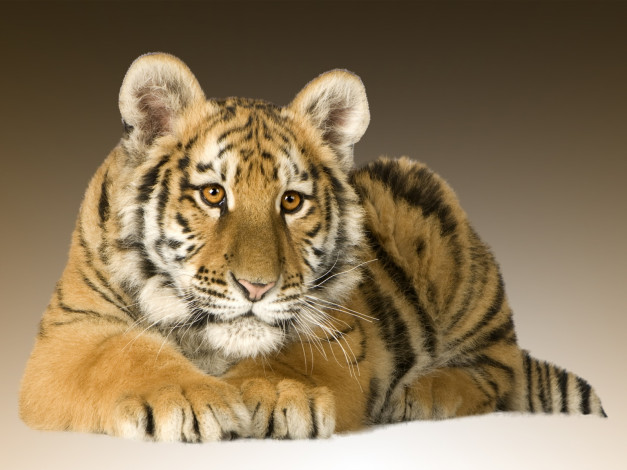 Обои картинки фото животные, тигры