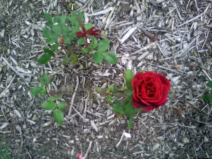 Картинка цветы розы