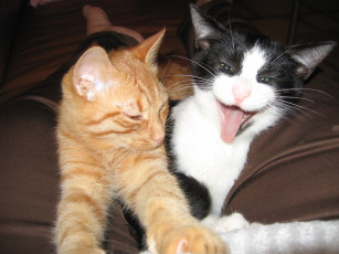 Картинка животные коты