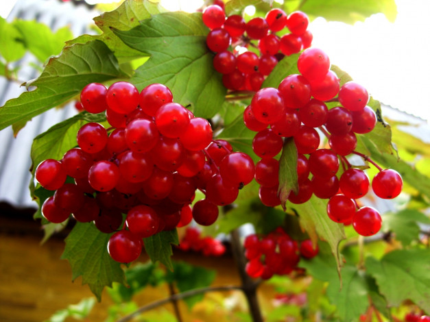 Обои картинки фото 