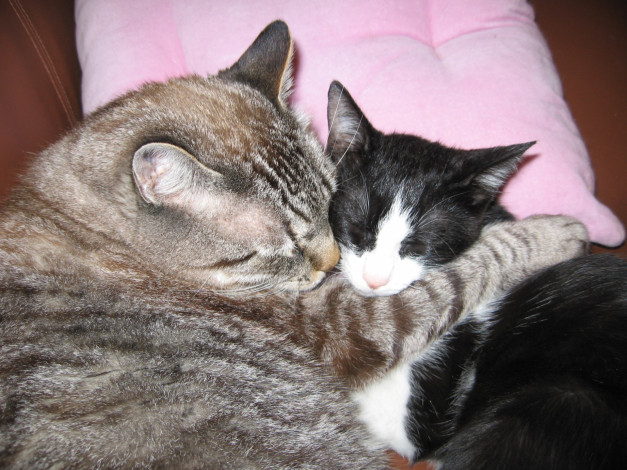 Обои картинки фото животные, коты