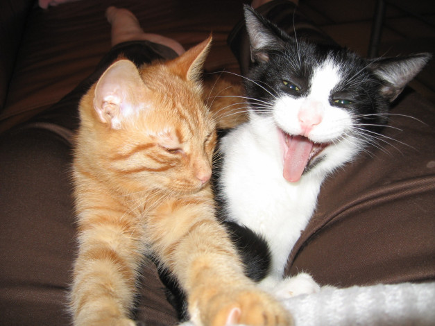 Обои картинки фото животные, коты