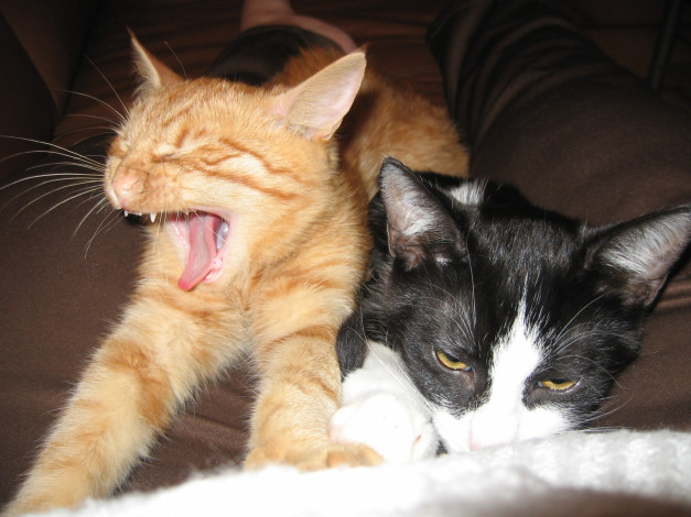 Обои картинки фото животные, коты