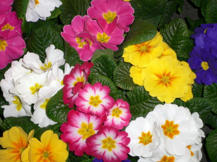 Картинка цветы примулы примула разноцветный