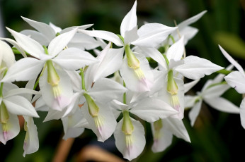 Картинка цветы орхидеи ветка белый