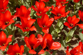 Картинка цветы тюльпаны много красный