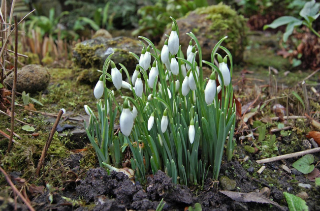 Обои картинки фото цветы, подснежники, белоцветник, белый, весенний