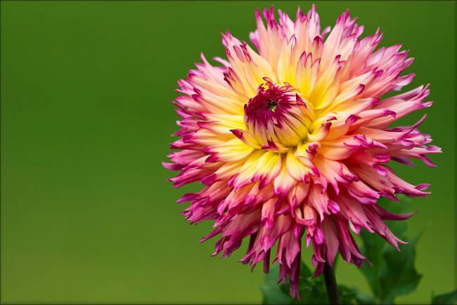 Обои картинки фото цветы, георгины, лепестки