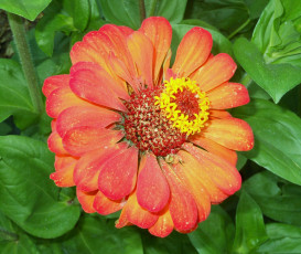 Картинка цветы цинния цветок