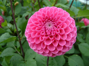 Картинка цветы георгины