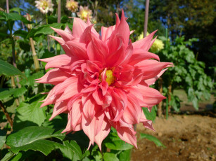 Картинка цветы георгины лепестки