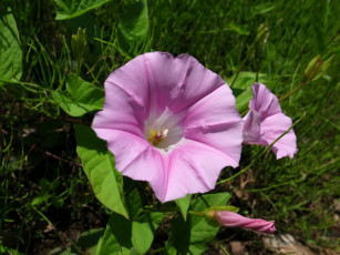 Картинка цветы вьюнки ипомеи