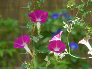 Картинка цветы вьюнки ипомеи