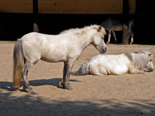 Картинка животные лошади