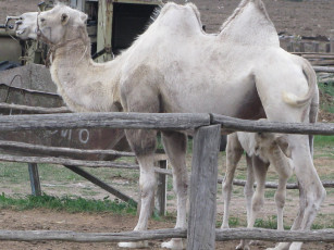 Картинка животные верблюды верблюд