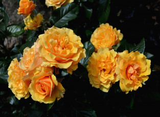 Картинка цветы розы желтый