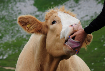 Картинка beautifoul nail varnish животные коровы буйволы приветствие рука язык теленок