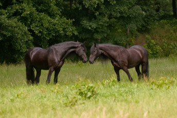 Картинка животные лошади пара гнедые чувства