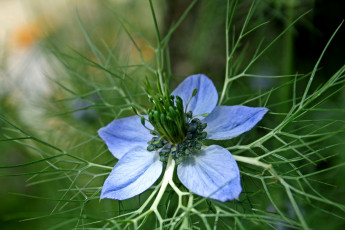 Картинка цветы нигелла голубой