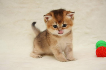 обоя животные, коты, котенок