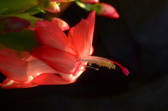 Картинка цветы кактусы рождественник красный