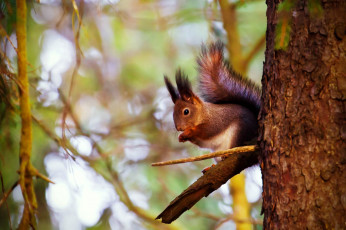 Картинка животные белки хвост дерево рыжая