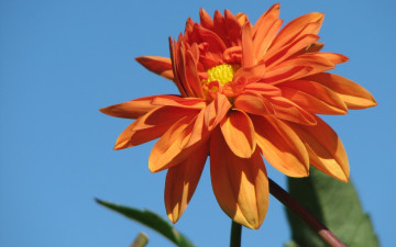 Картинка цветы георгины