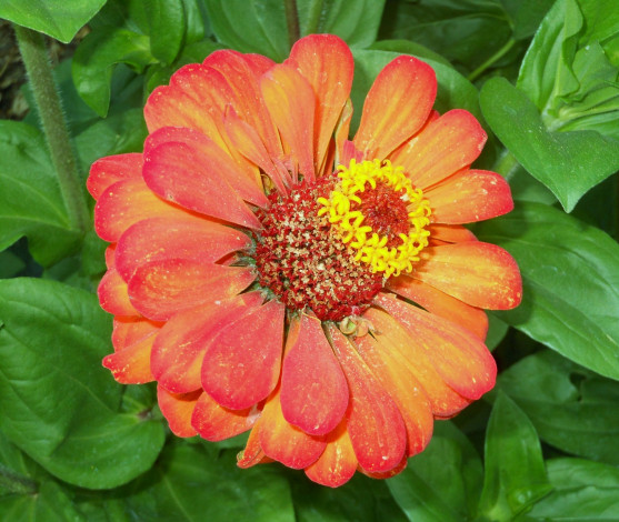 Обои картинки фото цветы, цинния, цветок