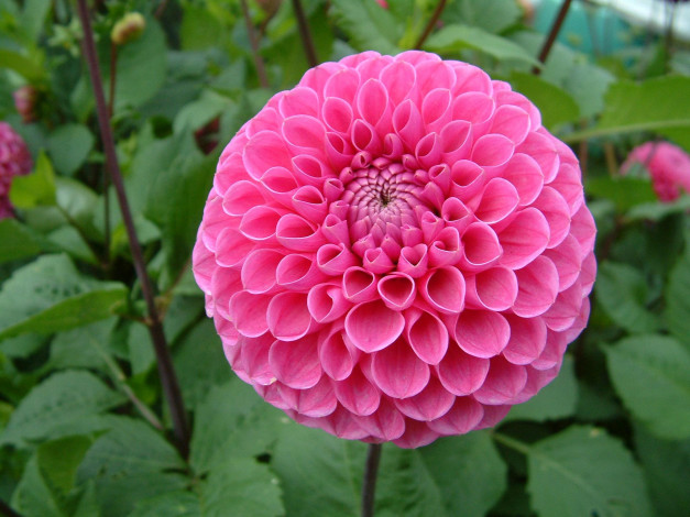 Обои картинки фото цветы, георгины